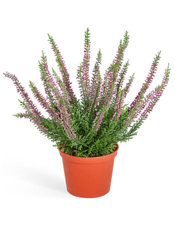 Вереск (Эрика) тёмно-сиреневый куст в горшке искусственный