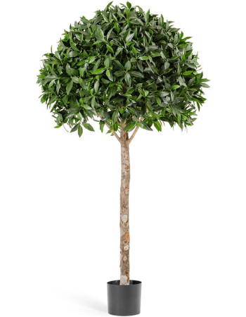 Лавр шар Максима искусственный