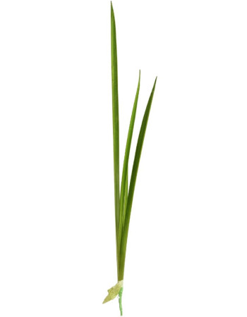 Листья Рогоза (Тифы) искусственные Листья Рогоза (Тифы) искусственные