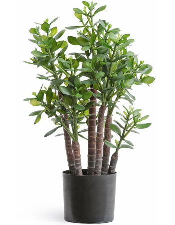 Красула Овата (Денежное дерево) искусственная