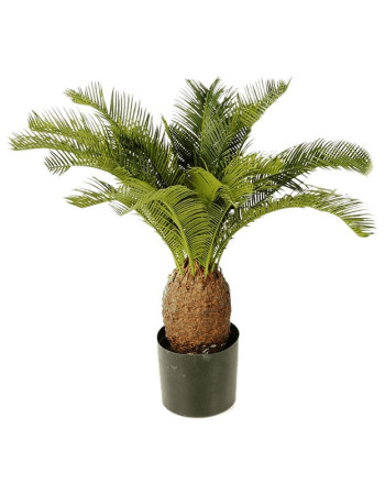 Цикас Революта (Саговник) искусственный