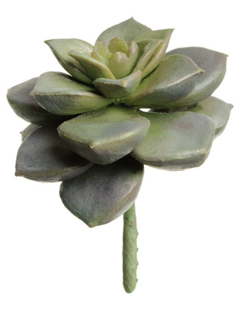 Суккулент Эхеверия Элеганс зелено-серебристо-сиреневый