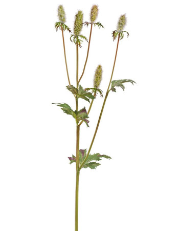 Эрингиум (Синеголовник) Элегант светло-зелёный искусственный