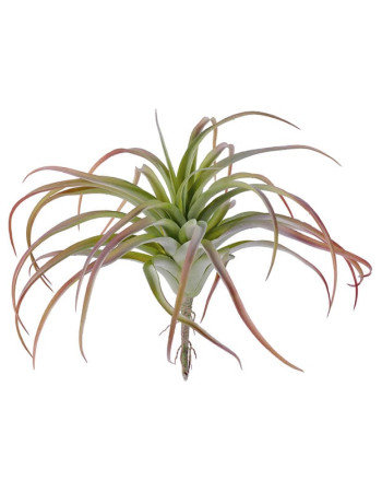 Тилландсия (розетка) светло-зелёная с бордо припыленная искусственная