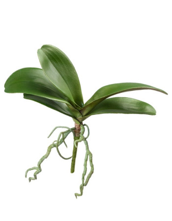 Листья Орхидеи Фаленопсис с корнями средние искусственные Листья Орхидеи Фаленопсис с корнями средние искусственные