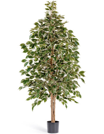 Фикус Бенджамина натуральный пестролистный искусственный