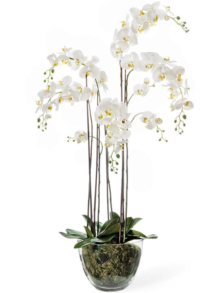 Орхидея Фаленопсис белая с землёй, корнями и мхом искусственная