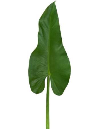 Лист Каллы искусственный Лист Каллы искусственный