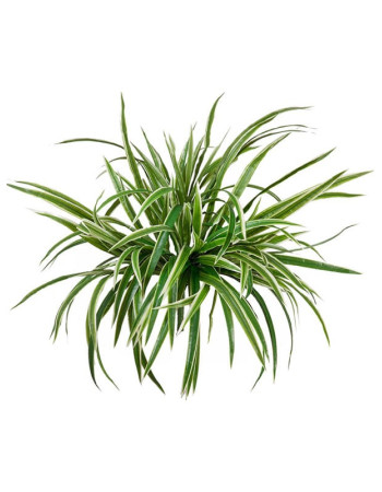 Хлорофитум (куст) бело-зелёный большой искусственный