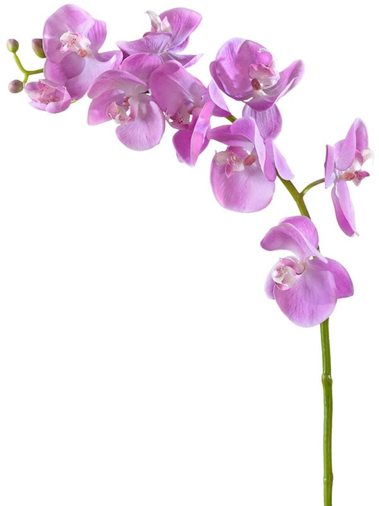Орхидея Фаленопсис (ветвь Мидл) розово-белая