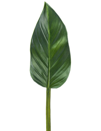 Лист Колоказии искусственный Лист Колоказии искусственный