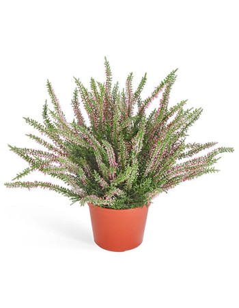 Вереск (Эрика) нежно-розовый куст в горшке большой искусственный