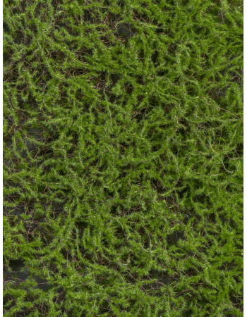 Мох Сфагнум Fuscum зелёный искусственный Мох Сфагнум Fuscum зелёный искусственный