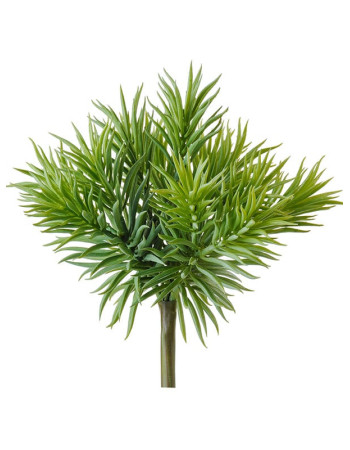 Суккулент Крассула игольчатая куст светло-зелный