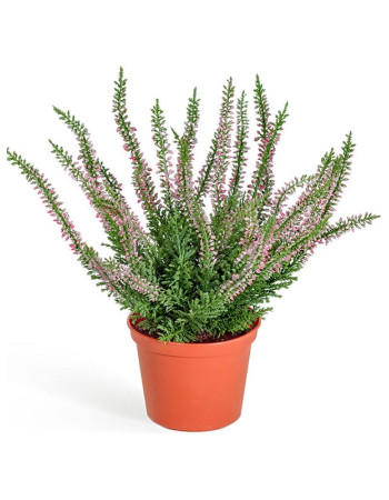 Вереск (Эрика) нежно-розовый куст в горшке искусственный