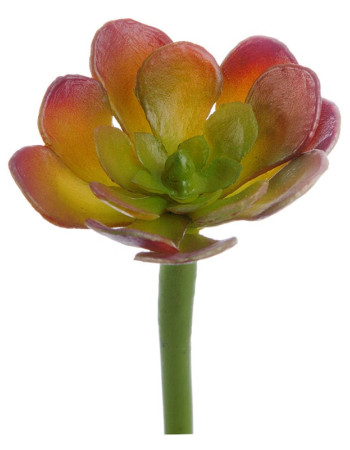 Мини-Суккулент Эониум Декорум зелёно-бордовый искусственный