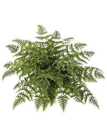 Папоротник Кочедыжник (Athyrium) искусственный Папоротник Кочедыжник (Athyrium) искусственный