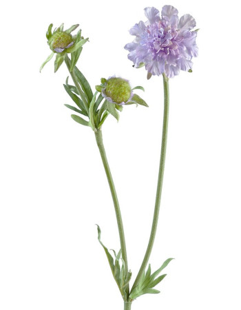 Скабиоза розово-сиреневая искусственная Скабиоза розово-сиреневая искусственная