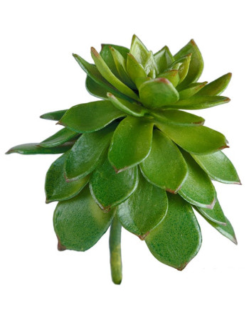 Мини-суккулент Эхеверия Мультикаулис искусственная