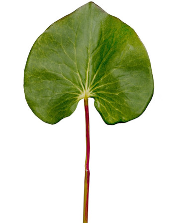 Лист Галакса большой искусственный Лист Галакса большой искусственный