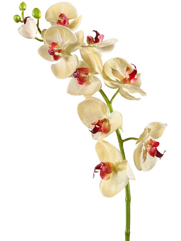 Орхидея Фаленопсис (ветвь Мидл) бледно-золотистая с бордо