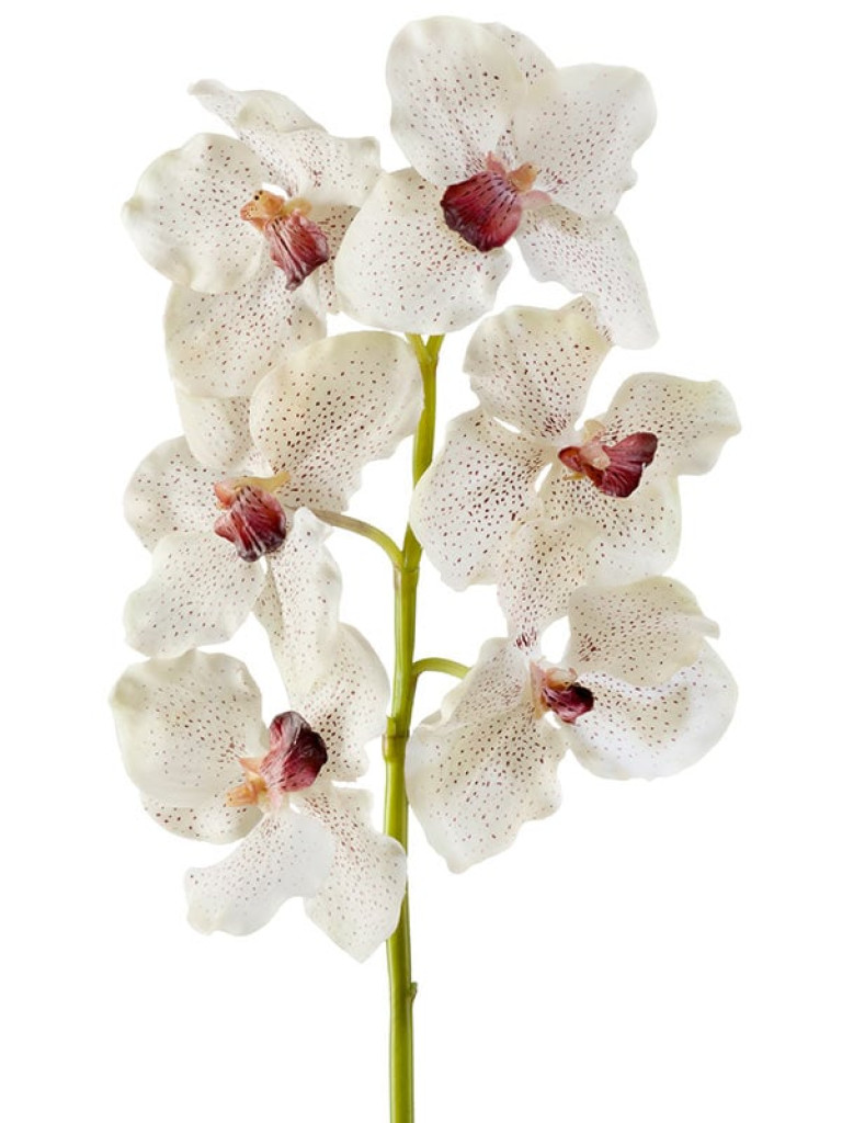 Орхидея Ванда кремовая с крапинами бордо искусственная