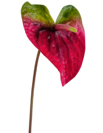 Антуриум Макс зелёный с малиново-бордовым искусственный Антуриум Макс зелёный с малиново-бордовым искусственный