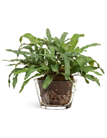 Композиция Rabbit Foot в стеклянной вазе с землёй, корнями и мхом