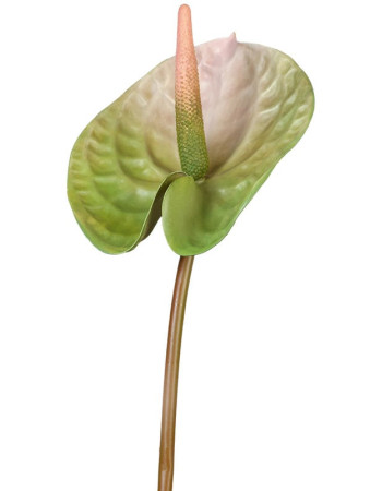 Антуриум Андрэ зелёный с розовым искусственный Антуриум Андрэ зелёный с розовым искусственный