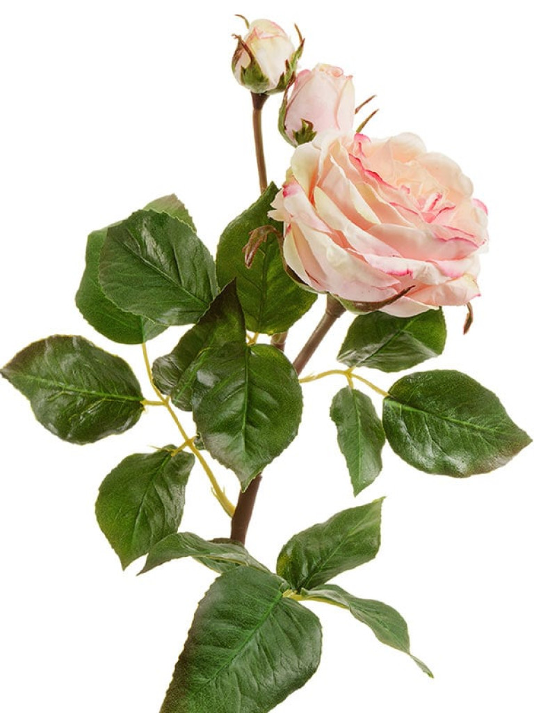 Роза Дэвид Остин (ветвь Мидл) кремово-розовая с лаймом искусственная