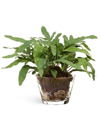 Композиция Rabbit Foot в стеклянной вазе с землёй, корнями и мхом