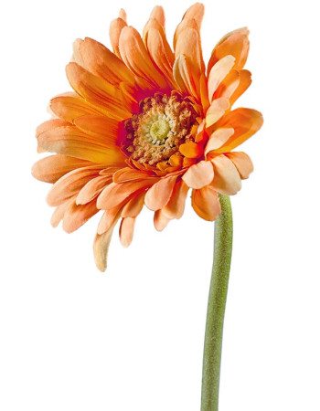 Гербера персиковая искусственная