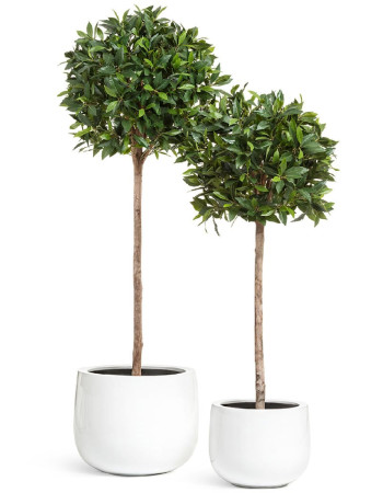 Комплект искусственных растений в кашпо Treez №54