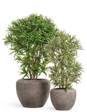 Комплект искусственных растений в кашпо Treez №101 Комплект искусственных растений в кашпо Treez №101